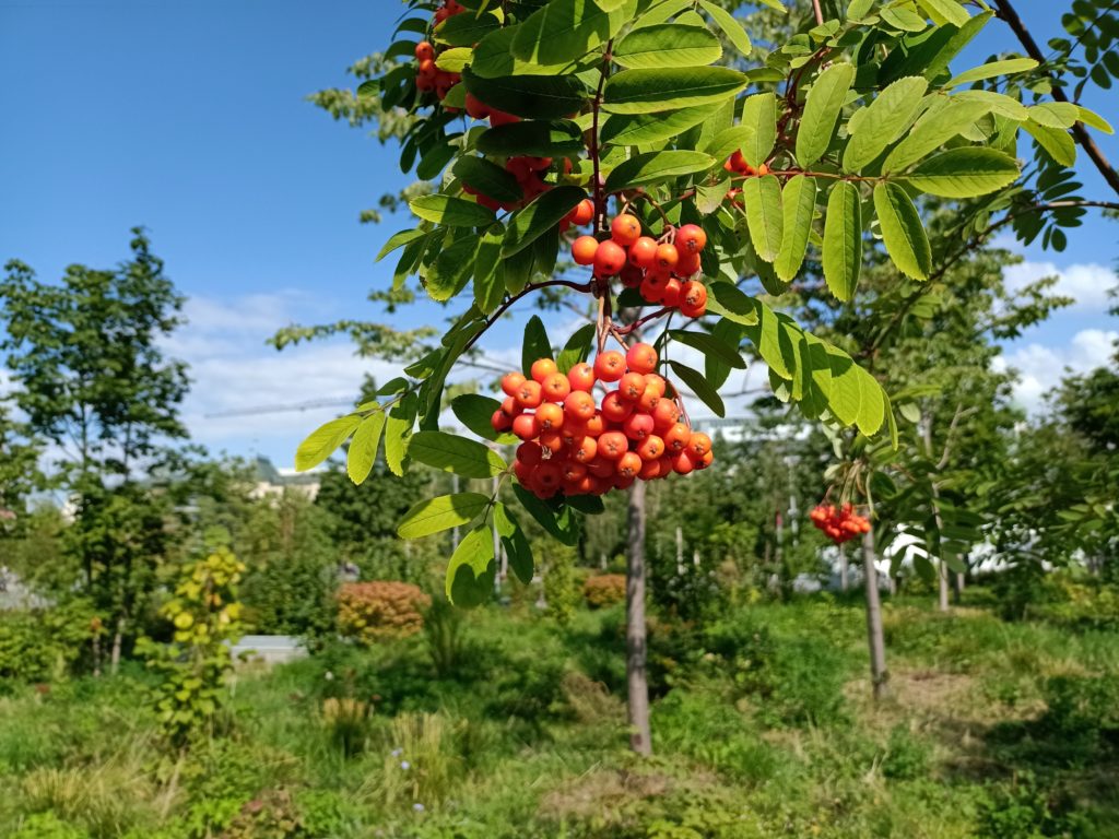 Рябина