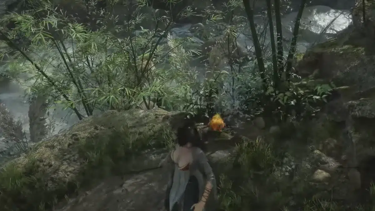 Местоположение побега бамбука № Местоположение побега бамбука №