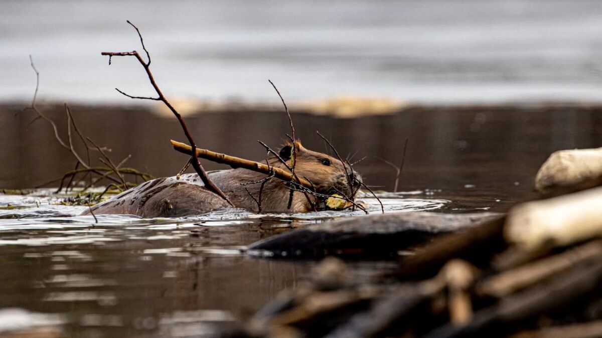В Архангельской области за блокировку интернета взялись бобры