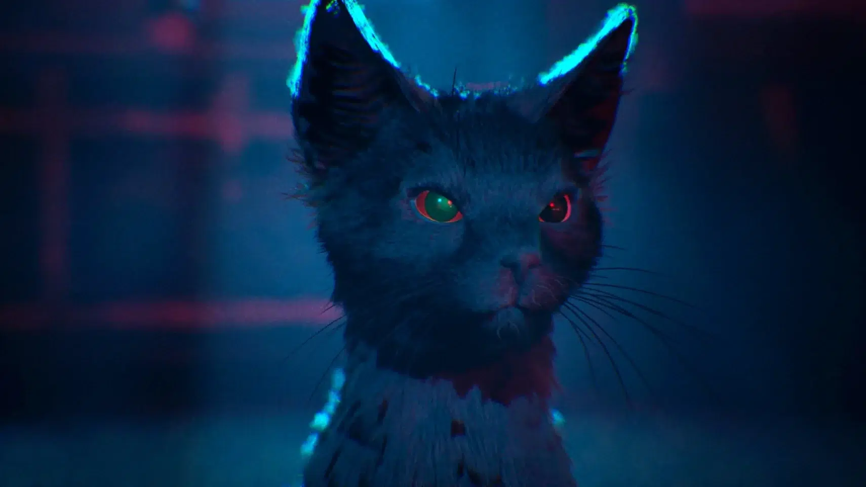 Close up of a black cat under blue neon lighting with a glowing collar and one green eye and one red eye in a moody scene of shadows